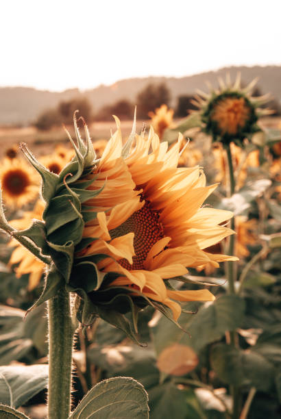 istock sunflowers portrait 1315001151