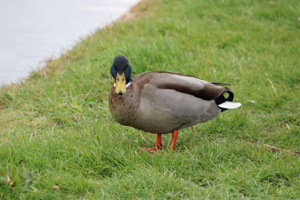 istock One Male Mallard Duck 1315001743