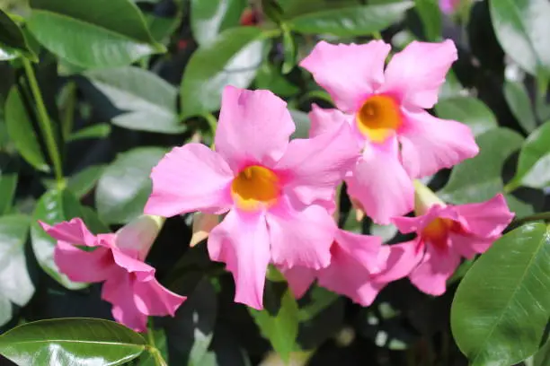 pink blossoming  dipladenia in the garden