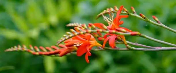 Close-up of a Crocosmia or Montbretia with a orange-red color against a light green blurred background