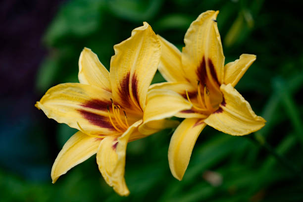 Two yellow day-lily  flowers with a brown heart against a green background