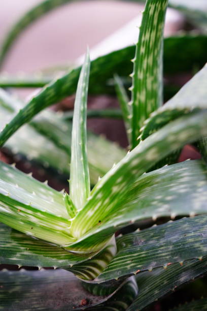 istock Green aloe vera plant 1315003114