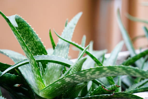 istock Green aloe vera plant 1315003124