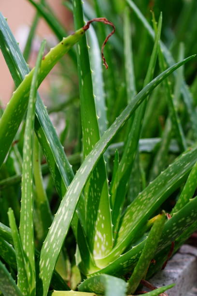 istock Green aloe vera plant 1315003152