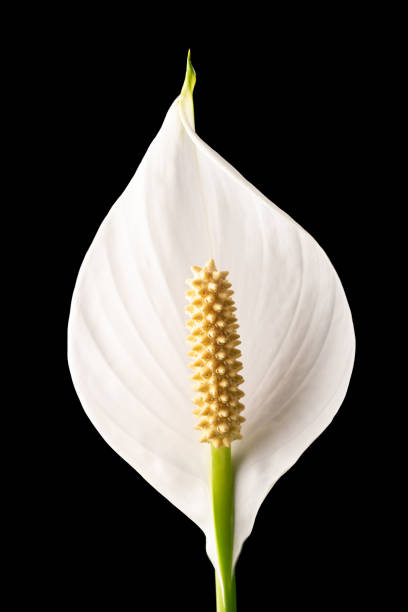 istock Peace lily Spathiphyllum white flower on black background 1315007458