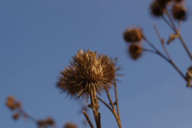 istock Dry burdock flower, on blue evening sky background 1315007636
