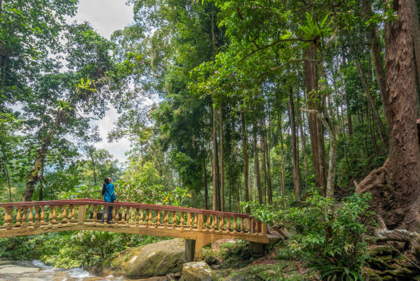 istock Two Woman Walking on Forest Trail 1315009671