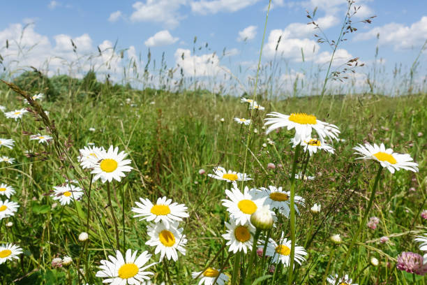 istock A group of daisies in the meadow. Summer day 1315014500
