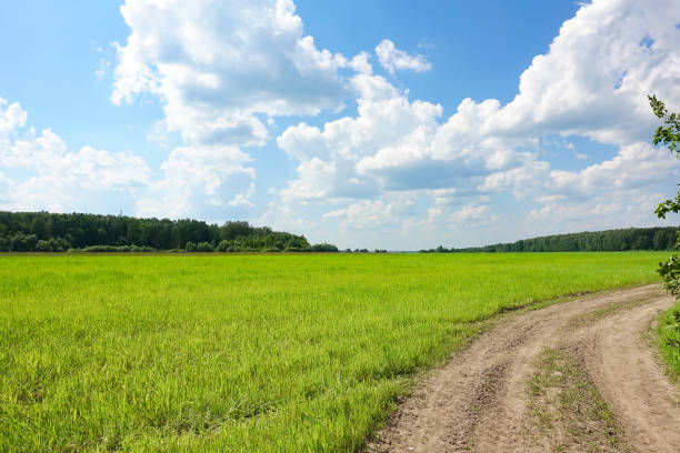 istock Lane in meadow and deep blue sky. Nature design. 1315014559