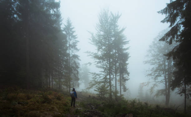 istock Walk in the foggy forest 1315014581