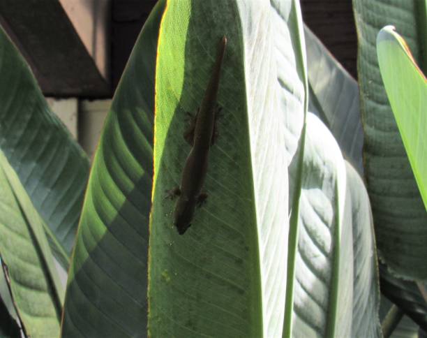 istock Single green gold dust day gecko catching gnats 1315015553