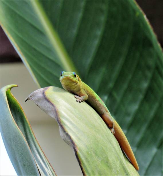 istock Single green gold dust day gecko catching gnats 1315015560