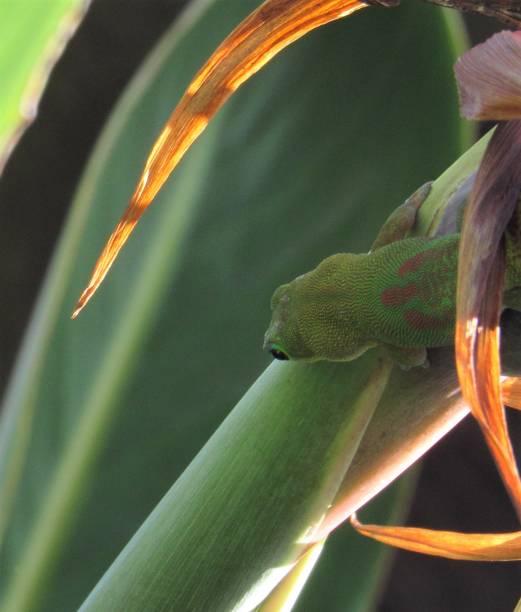 istock Single green gold dust day gecko catching gnats 1315015587