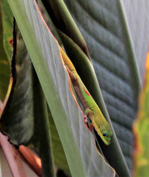 istock Single green gold dust day gecko catching gnats 1315015614
