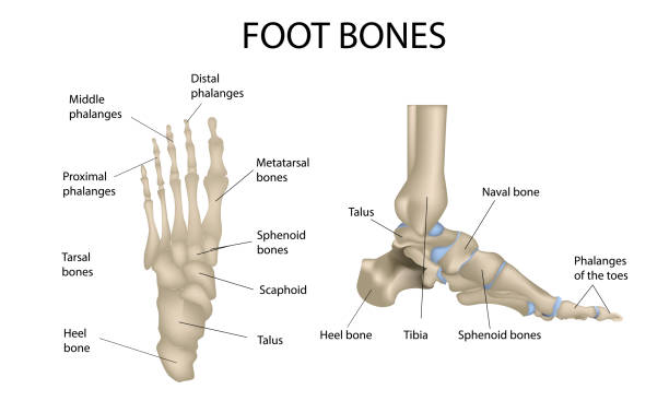 illustrations, cliparts, dessins animés et icônes de os de pied, illustrations médicales et matériel d’enseignement, anatomie, vecteur réaliste - talus