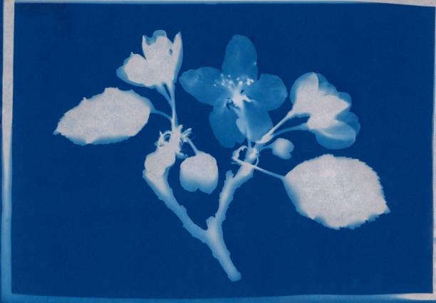 istock cyanotype print of apple blossoms 1315016696