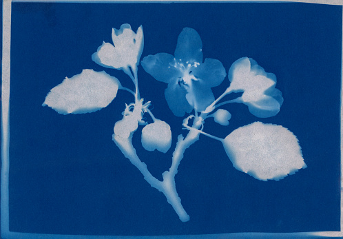 Cyanotype print of apple blossoms, Malus x domestica.