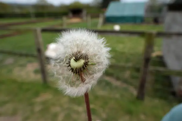 Close-up of a seedhead of dandelion being blown by the wind.