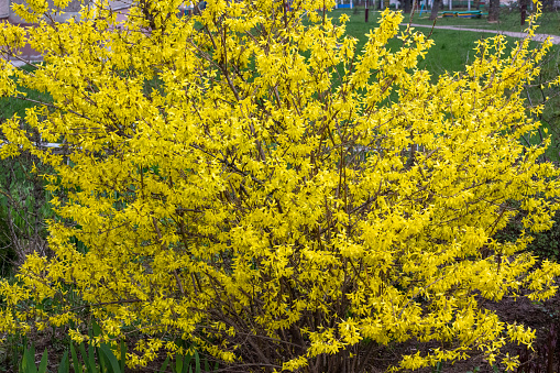 The shrub Forsythia viridissima or supensa bloomed in the spring.