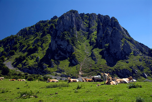 Vacas pastando en el Parque Natural de Gorbeia bajo el Monte Aizkorrigan. País Vasco. España photo