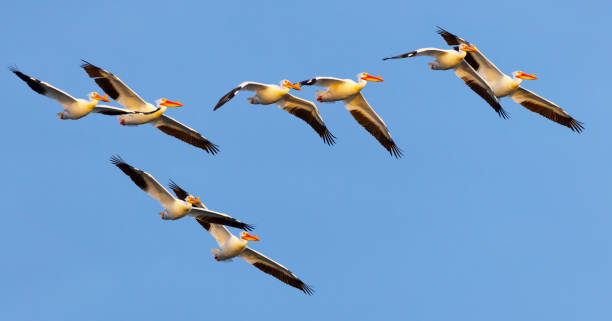 istock American white pelicans now migrate as far north as Wisconsin 1315022797