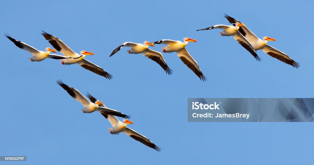 American white pelicans now migrate as far north as Wisconsin One sign of climate change noticed in Wisconsin in recent years, is that American white pelicans now migrate this far north. There were no pelicans here at all, 30 years ago. American White Pelican Stock Photo