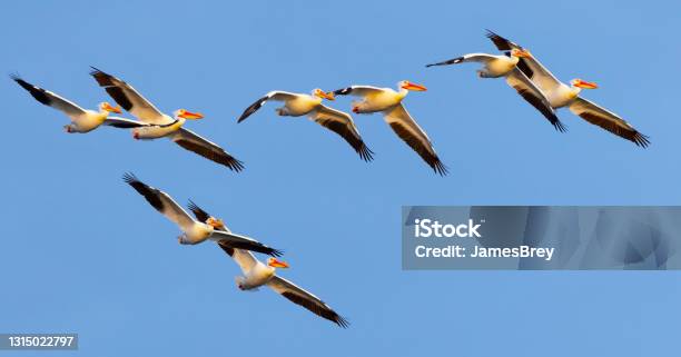 American White Pelicans Now Migrate As Far North As Wisconsin Stock Photo - Download Image Now