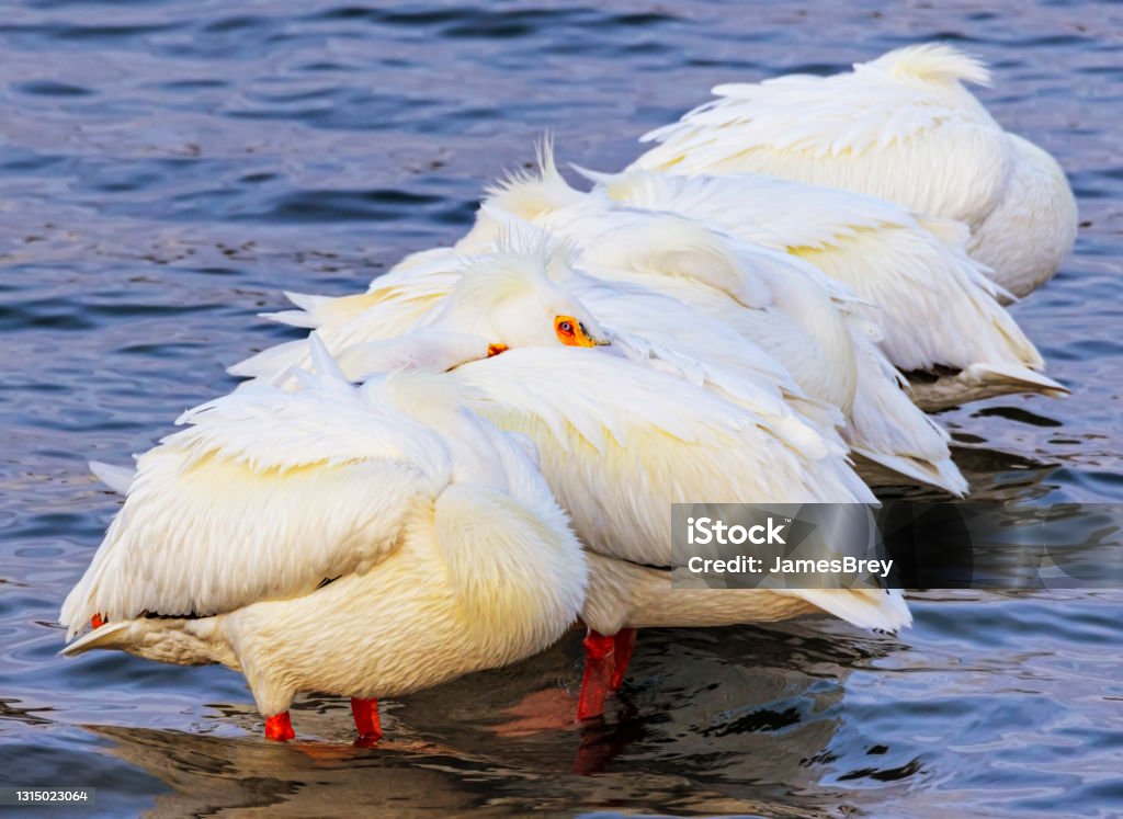 American white pelicans now migrate as far north as Wisconsin One sign of climate change noticed in Wisconsin in recent years, is that American white pelicans now migrate this far north. There were no pelicans here at all, 30 years ago. American White Pelican Stock Photo