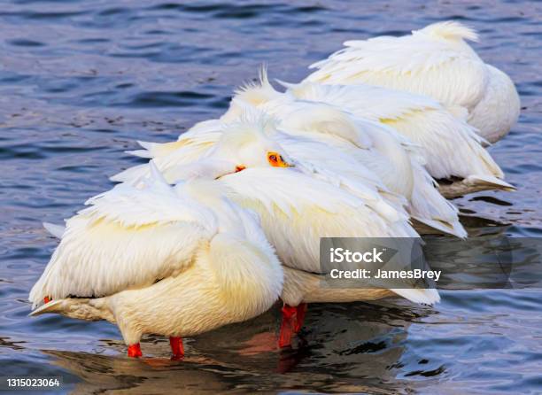 American White Pelicans Now Migrate As Far North As Wisconsin Stock Photo - Download Image Now