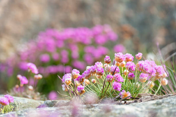 istock Armeria Maritima at the Swedish coast 1315023821