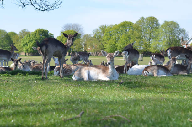 istock A family of fallow deers 1315023823