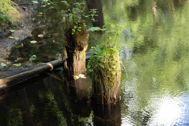 Felled trees on the water of the river overgrown with moss. Background with copyspace.
