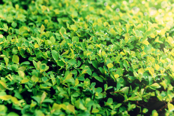 istock Spring young foliage with water drops after rain. Natural green background. Selective focus. 1315026361