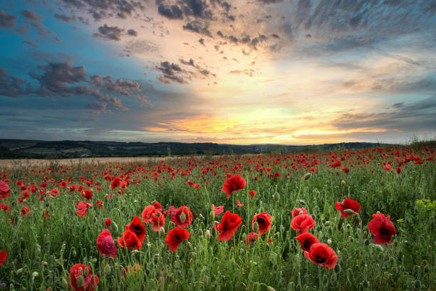 istock Stunning poppy field landscape in Summer sunset light 1315026634