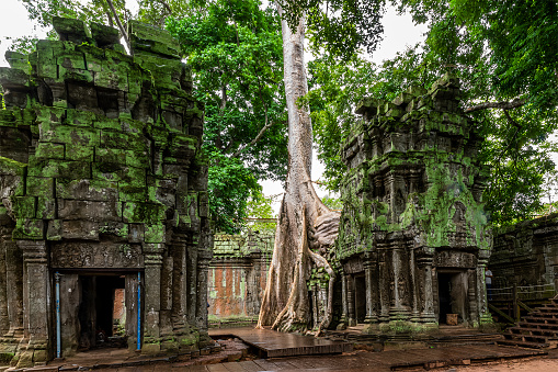 Tourist at Sightseeing bridge and Giant Banyan Trees of Ta Prohm temple a Cambodia