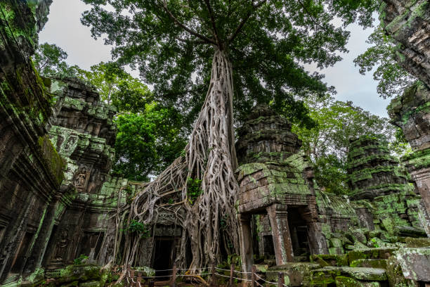 Giant Banyan Trees of Ta Prohm temple a Cambodia Giant Banyan Trees of Ta Prohm temple a Cambodia angkor stock pictures, royalty-free photos & images