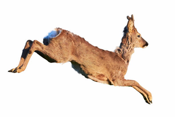 istock Roe deer male isolated on white background ( Capreolus capreolus ) 1315028694