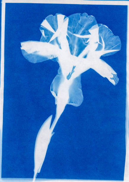 istock cyanotype print of bearded iris 1315028760