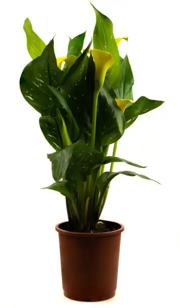 Photo of Zantedeschia aethiopica in flowerpot isolated on a white background