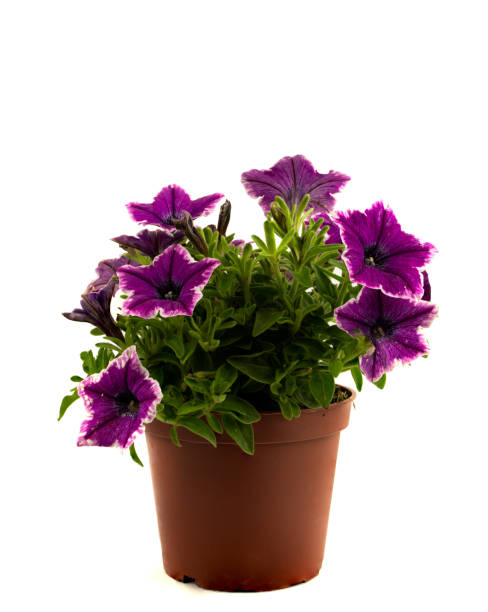 istock purple and white petunia in pot with white background 1315028896