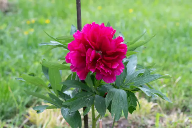 Photo of Flower Paeonia officinalis close-up. Paeonia officinalis has blossomed on the site