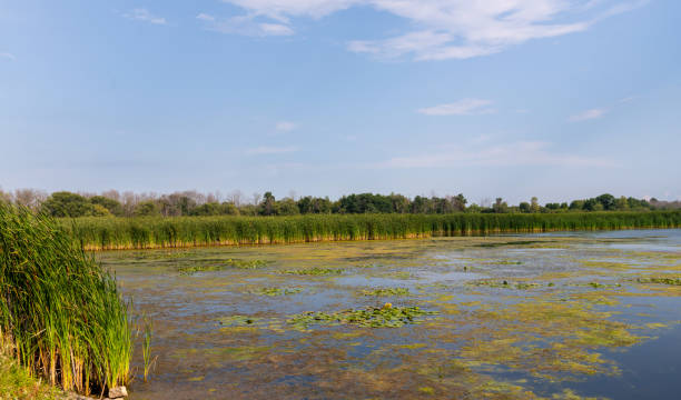istock Lake surround by tall grass and trees 1315029614