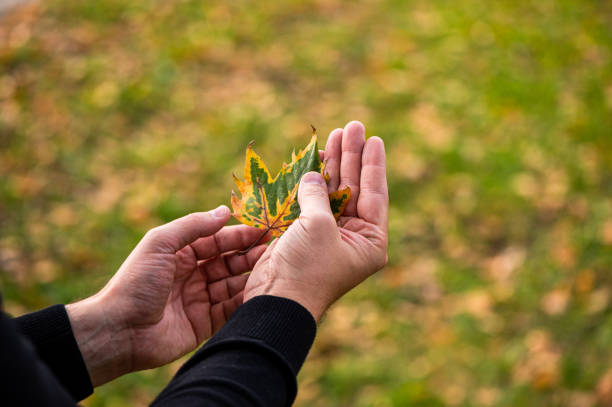 istock Autumn leaves stock video 1315029697