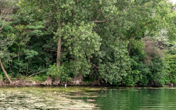 istock Lake surround by tall grass and trees 1315029789