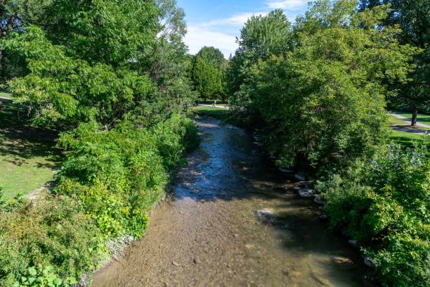 istock Creek surround by tall grass and trees 1315029991