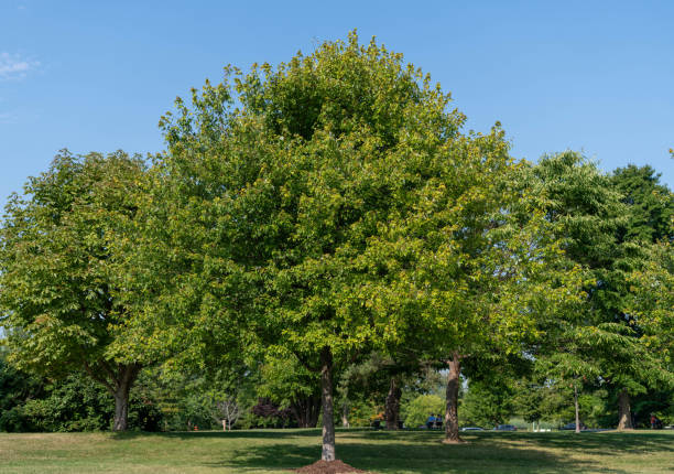 istock Big tall tree in the park 1315030070
