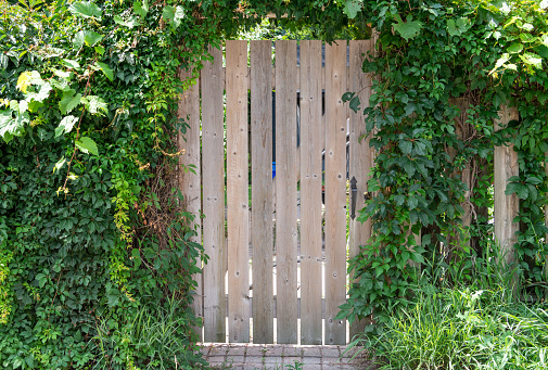 Wooden gate surrounded with greenery