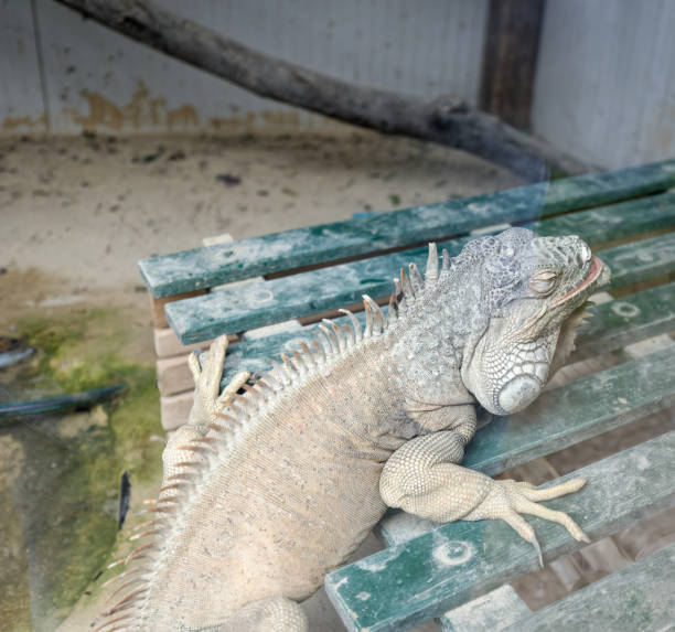 istock iguana animal in a cage after rescue 1315031176