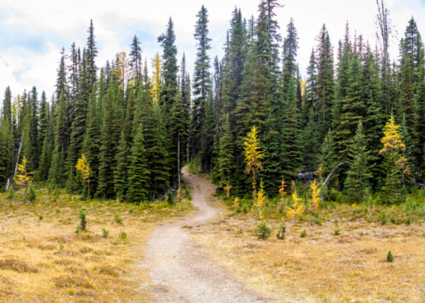 istock Looking at a trail in the mountains  at the edge of a pine tree forest 1315031297