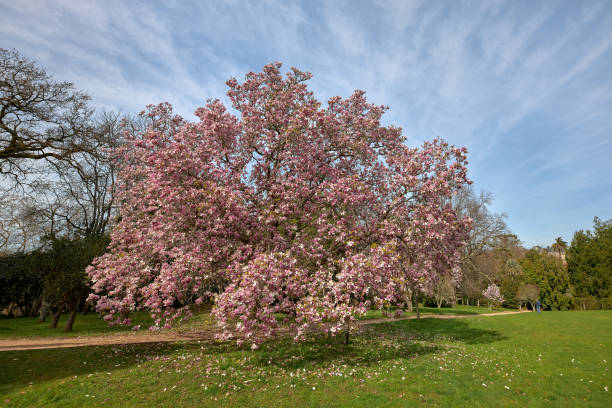 istock View of a large magnolia tree in bloom time. 1315031546